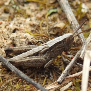 Genus novum 18 sp. 1 (Undescribed) at Tuggeranong DC, ACT - 25 Sep 2021