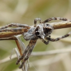 Backobourkia (genus) (An orb weaver) at Tuggeranong DC, ACT - 25 Sep 2021 by HelenCross