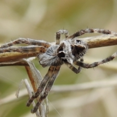 Backobourkia sp. (genus) (An orb weaver) at Bullen Range - 25 Sep 2021 by HelenCross