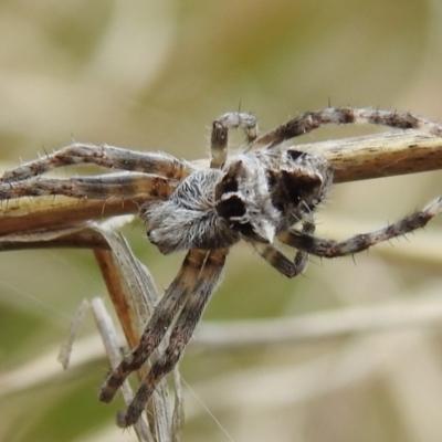 Backobourkia sp. (genus) (An orb weaver) at Bullen Range - 25 Sep 2021 by HelenCross