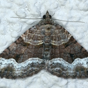 Epyaxa subidaria at Ainslie, ACT - 19 Sep 2021