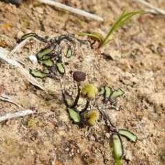 Asterella drummondii (A thallose liverwort) at Tuggeranong DC, ACT - 25 Sep 2021 by HelenCross