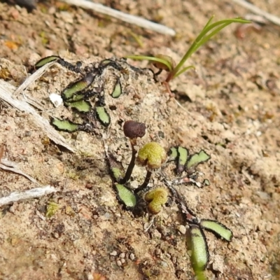 Asterella drummondii (A thallose liverwort) at Tuggeranong DC, ACT - 25 Sep 2021 by HelenCross