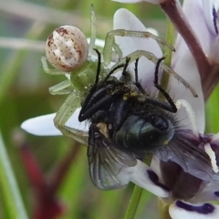 Lehtinelagia prasina (Leek-green flower spider) at Bullen Range - 25 Sep 2021 by HelenCross