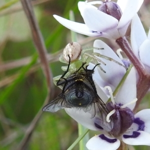 Lehtinelagia prasina at Paddys River, ACT - 25 Sep 2021