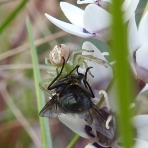 Lehtinelagia prasina at Paddys River, ACT - 25 Sep 2021