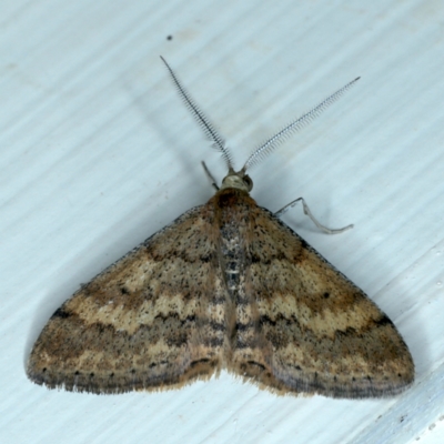 Scopula rubraria (Reddish Wave, Plantain Moth) at Ainslie, ACT - 23 Sep 2021 by jbromilow50