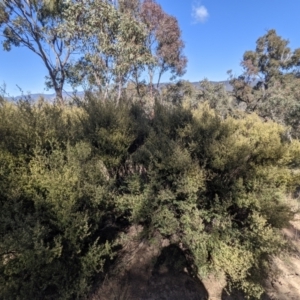 Pomaderris angustifolia at Tuggeranong DC, ACT - 25 Sep 2021 09:37 AM