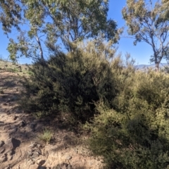 Pomaderris angustifolia at Tuggeranong DC, ACT - 25 Sep 2021