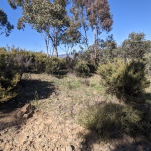 Pomaderris angustifolia at Tuggeranong DC, ACT - 25 Sep 2021 09:37 AM