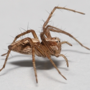 Oxyopes sp. (genus) at Evatt, ACT - 24 Sep 2021