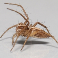 Oxyopes sp. (genus) at Evatt, ACT - 24 Sep 2021