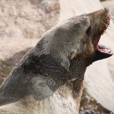 Arctocephalus pusillus doriferus (Australian Fur-seal) at Lakes Entrance, VIC - 13 Sep 2019 by KylieWaldon