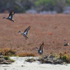 Anas gracilis (Grey Teal) at Nyerimilang, VIC - 13 Sep 2019 by KylieWaldon