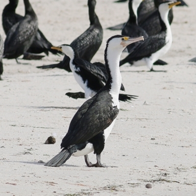 Phalacrocorax varius (Pied Cormorant) at Nyerimilang, VIC - 13 Sep 2019 by KylieWaldon