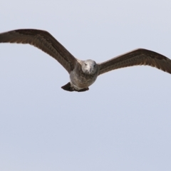 Larus pacificus (Pacific Gull) at Lakes Entrance, VIC - 13 Sep 2019 by KylieWaldon