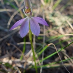 Caladenia carnea (Pink Fingers) at Boro, NSW - 24 Sep 2021 by Paul4K