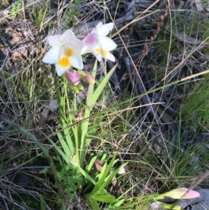 Freesia leichtlinii subsp. leichtlinii x Freesia leichtlinii subsp. alba at O'Connor, ACT - 22 Sep 2021 10:33 AM