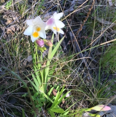 Freesia leichtlinii subsp. leichtlinii x Freesia leichtlinii subsp. alba (Freesia) at O'Connor, ACT - 22 Sep 2021 by NedJohnston