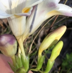 Freesia leichtlinii subsp. leichtlinii x Freesia leichtlinii subsp. alba at O'Connor, ACT - 22 Sep 2021 10:33 AM