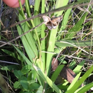 Freesia leichtlinii subsp. leichtlinii x Freesia leichtlinii subsp. alba at O'Connor, ACT - 22 Sep 2021 10:33 AM