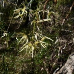 Clematis leptophylla (Small-leaf Clematis, Old Man's Beard) at Boro, NSW - 24 Sep 2021 by Paul4K