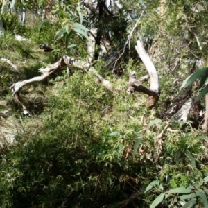 Clematis leptophylla at Boro, NSW - 24 Sep 2021