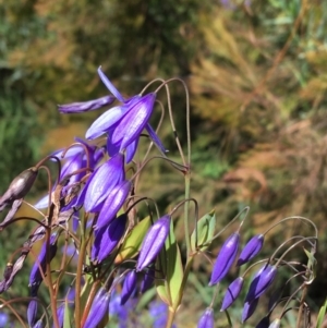 Stypandra glauca at O'Connor, ACT - 22 Sep 2021