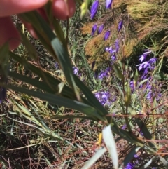 Stypandra glauca at O'Connor, ACT - 22 Sep 2021