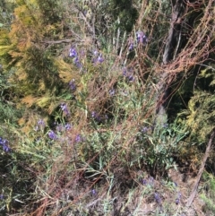 Stypandra glauca at O'Connor, ACT - 22 Sep 2021