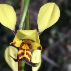 Diuris nigromontana at Acton, ACT - suppressed