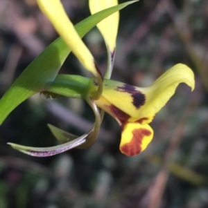 Diuris nigromontana at Acton, ACT - suppressed