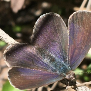 Erina hyacinthina at Acton, ACT - 22 Sep 2021