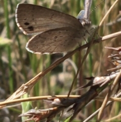 Erina hyacinthina at Acton, ACT - 22 Sep 2021 10:43 AM