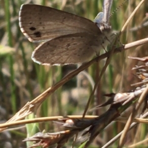 Erina hyacinthina at Acton, ACT - 22 Sep 2021