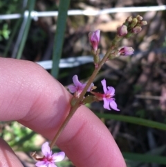 Stylidium graminifolium (Grass Triggerplant) at O'Connor, ACT - 22 Sep 2021 by Ned_Johnston