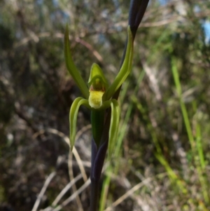 Lyperanthus suaveolens at Boro, NSW - suppressed