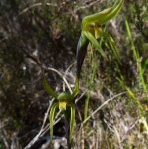 Lyperanthus suaveolens at Boro, NSW - suppressed