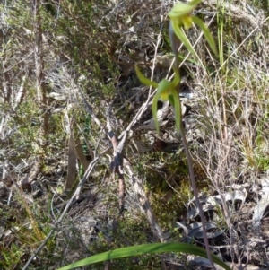 Lyperanthus suaveolens at Boro, NSW - suppressed