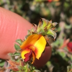 Pultenaea procumbens (Bush Pea) at O'Connor, ACT - 22 Sep 2021 by Ned_Johnston