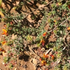 Pultenaea procumbens at O'Connor, ACT - 22 Sep 2021 11:00 AM