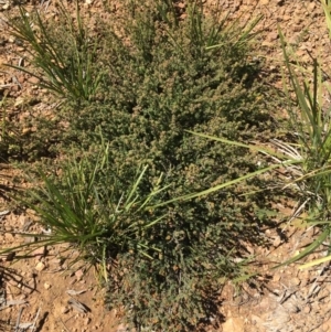 Pultenaea procumbens at O'Connor, ACT - 22 Sep 2021 11:00 AM