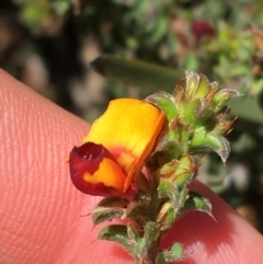 Pultenaea procumbens at O'Connor, ACT - 22 Sep 2021 11:00 AM