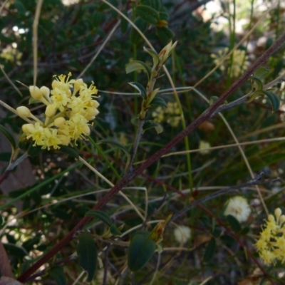 Pomaderris andromedifolia (Yellow Pomaderris) at Boro - 23 Sep 2021 by Paul4K