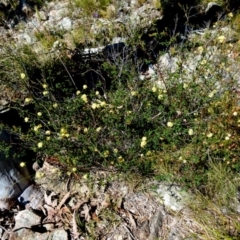 Pomaderris andromedifolia at Boro, NSW - 24 Sep 2021