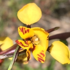 Diuris nigromontana (Black Mountain Leopard Orchid) at Downer, ACT - 22 Sep 2021 by Ned_Johnston