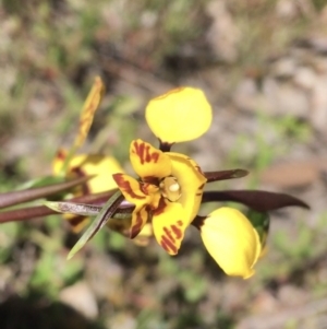 Diuris nigromontana at Downer, ACT - suppressed