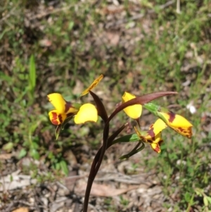 Diuris nigromontana at Downer, ACT - 22 Sep 2021