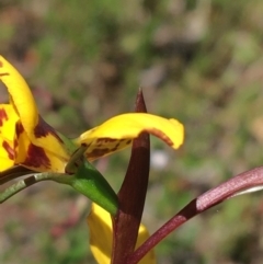 Diuris nigromontana at Downer, ACT - suppressed