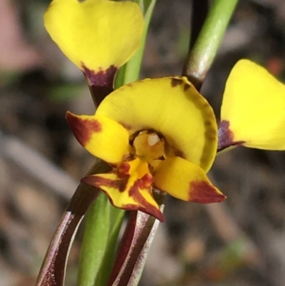 Diuris nigromontana (Black Mountain Leopard Orchid) at Bruce, ACT - 22 Sep 2021 by Ned_Johnston